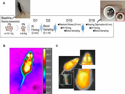 Infrared Thermography Reveals Sex-Specific Responses to Stress in Mice